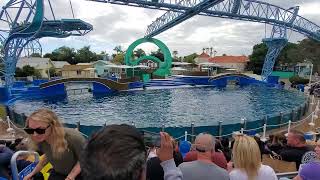 San diego SeaWorld dolphins