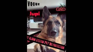 Germany alarm system #germanshephered #jupi_thegsd