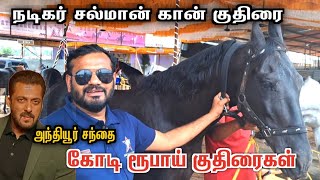 🔥சல்மான் கான் குதிரை | அந்தியூர் சந்தை |salman khan horse | Anthiyur market 2024