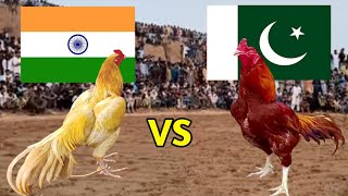 Pakistani aseel vs Indain aseel Roaster ￼😍✌️ | Umair Pets Vlogs