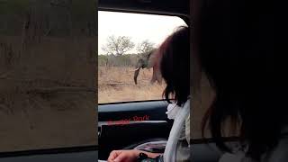 Emotions in Kruger Park #shorts #elephants #wildlife