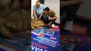 Tortuga Sulcata gigante en experiencia acuática 2023