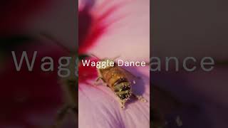 The Waggle Dance: How Bees Talk #shorts #education #bee #insects