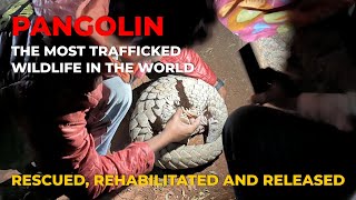 Pangolin: The world’s highest trafficked wildlife - Rescued, Rehabilitated and Released!