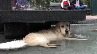 Dog takes it easy under water fountain. | LadDog