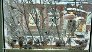 Воробьи в кормушке - Доедаем вчерашнее