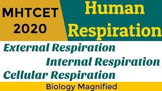 Human Respiration for MHTCET 2020 | Transport of Gases | 11th Biology Revision for MHTCET 2020