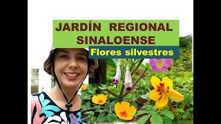 Jardín con plantas regionales/ Tomé flores silvestres del monte para incorporar en mi jardín/ blog