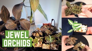 Jewel Orchids : My Collection & Care // Macodes, Ludisia & Anoectochilus