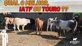 QUAL O MELHOR, IATF OU TOURO ??