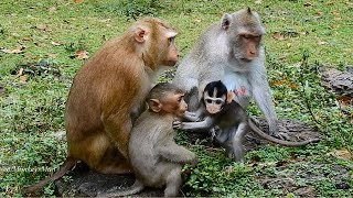 So Cool! Cute Baby Monkeys Playing, Looking So Lovely, Daily Monkeys Man#1164