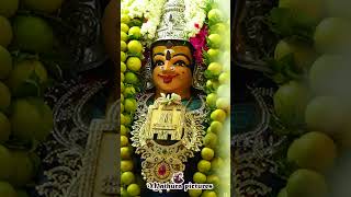 சாமி வர்ணிப்பு பாடல் | Veera Kaali Amman Kovil #shortsfeed #saamialaipu #kodangi #kummi_pattu