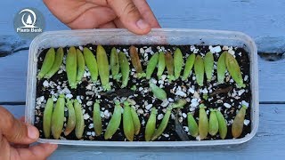 How to propagate succulent from Leaves - Sedum -