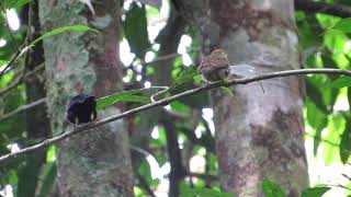 Red-capped Manakin | Ceratopipra mentalis | Saltarin cabecirrojo