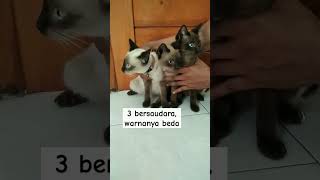 3 saudara, beda semua #siam #kucingsiam #siamesecats #kucing #cats