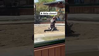 Alligators surrounding gator wrestler at Reptile Gardens in South Dakota. #alligator #gator