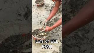 Very Tasty EEL Fish in the Mud | EEL Fish