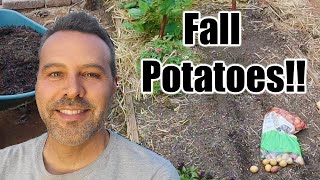 Planting Potatoes in Fall // Any Climate!