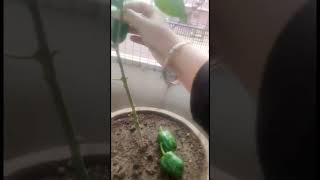 #Organic_Capsicums_in_pots#shorts#harvest#ytshorts #homeo_gardening#agrohomeopathy