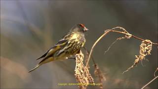 A must watch - High altitude Himalayan beauties at work | Fire-fronted Serin video | Himalayan Birds