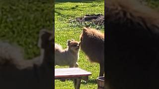 Chowchow wants Pomeranian to play with him #chowchow #pomeranian #dogs #petsplaying