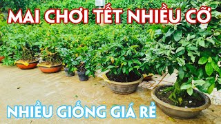 05/09. Mai Để Bàn SB Bình Lợi, Sài Gòn, 7 Tạo, Nhị Ngọc Toàn Chơi Tết.☎Trang 0359910781