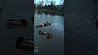 Ducks On The Water In Hampstead Heath Ponds - 01 - [ #shorts ]