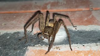 🕷️RARE VIDEO- SPIDER MAKE A NEST🕸️ Sub me,Thanks🙏 @videosoriginal #snail #americansnail