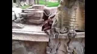 Orangutan en Zooleon