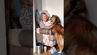 Rough Collie Cuddles -Dad Gets Jealous