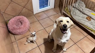 Leto y Momo; Labrador Retriever y Chihuahua de la misma familia… compartiendo habitación!