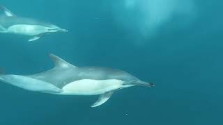 Dolphins are among the most beautiful animals on earth.