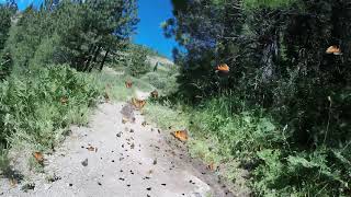 Butterflies on my Mountain Bike Ride