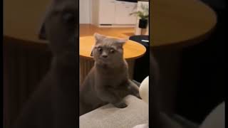 Cat finds Stinky Stank Foot and Bunny Laughs at #shortvideo #pets #short #shorts #shortsvideo #lol