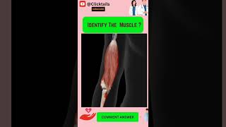 Identify the Muscle of upper limb quiz #anatomy #humananatomy #upperlimuscles