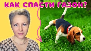 🐕📝🐾 Собачья моча и газон