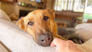 Shepherd Love - There’s Enough for Everyone #germanshepherd