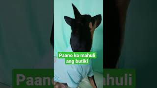 Paano ko kaya mahuli ang butiki #dog #doglover #youtubeshorts #viral