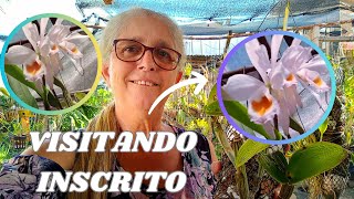 🟣 TOUR PELO ORQUIDÁRIO DE UMA INSCRITA