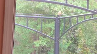 Singing Carolina Wren. At Milford, MA 2021 09 21