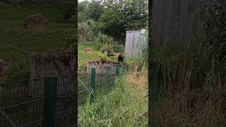 #shorts Braunbär Heimat-Tierpark Olderdissen Bielefeld  06.09.2024