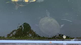 The Whispering Wall Dam and Turtle