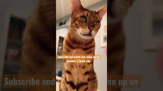 Subscribe, Magnus the Bengal cat , check him out