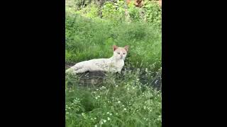 Cute cat relaxing under tree