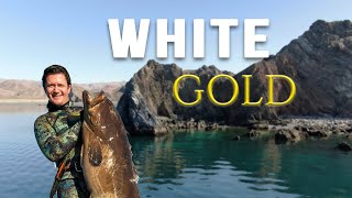 Finding Gold in the Cold - Winter Spearfishing Grouper