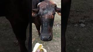 Goumata #shorts #youtubeshorts #viral #trending #youtube #