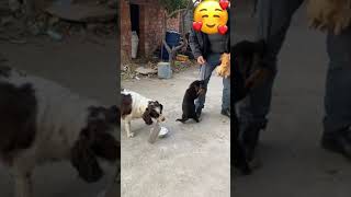 Dogs Try To PROTECT Chicken! 🥹