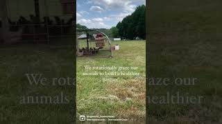 Moving Chicken Coop