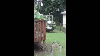 squirrel cant get a free meal