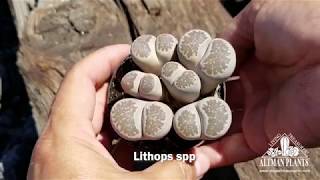 Quick Peek: Lithops spp